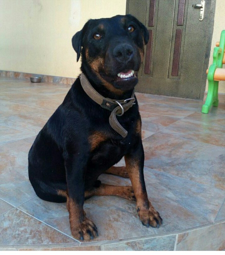 Пропала собака