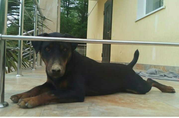 Пропала собака