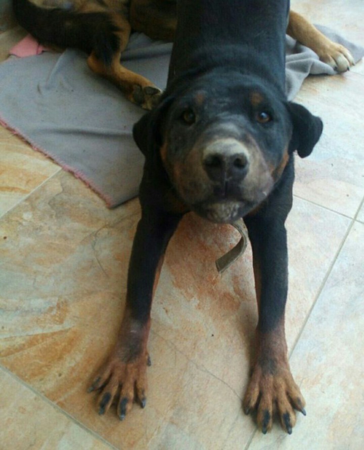 Пропала собака