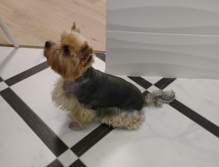 Стрижка собак и кошек с выездом в любой район города Сочи.