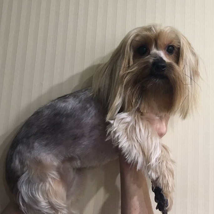 Стрижка собак и кошек с выездом в любой район города Сочи.