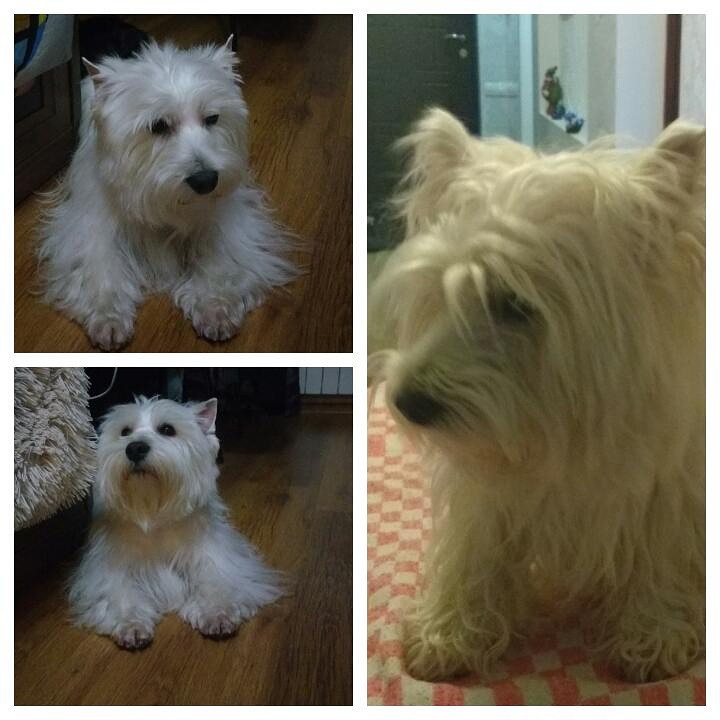 Стрижка собак и кошек с выездом в любой район города Сочи.