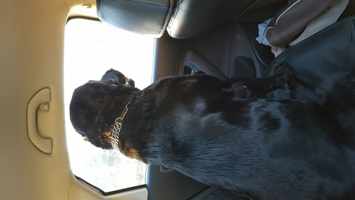 найден Лабрадор 