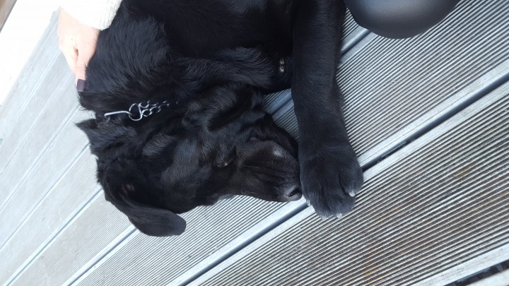 найден Лабрадор 