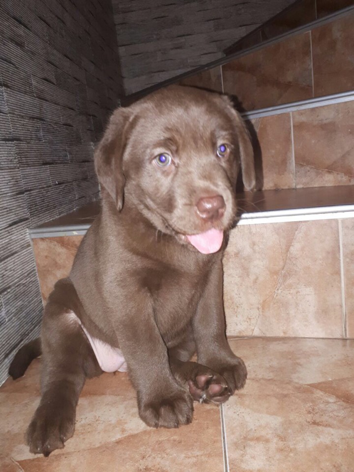 Купите Лабро Девочек