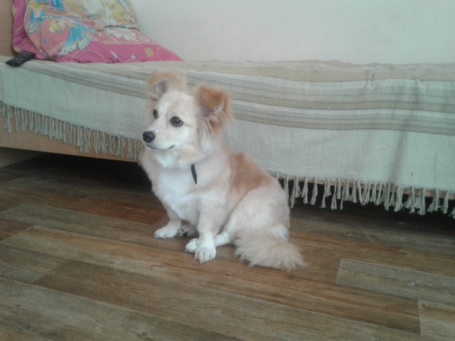 Отдам в заботливые руки 