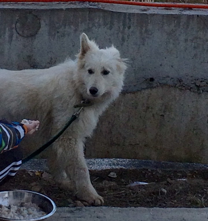 Потерялся щенок БШО