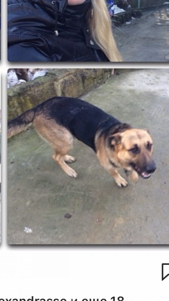 Потерялась собака - немецкая овчарка ( нечистокровная) , кобель 