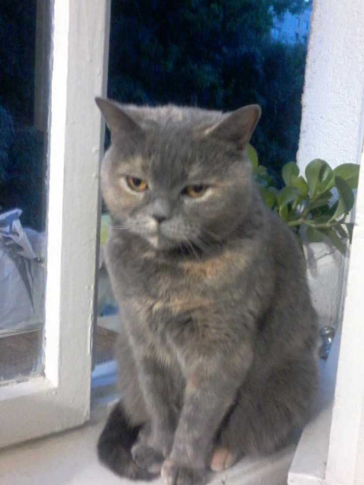 Чудная кошка в добрые руки