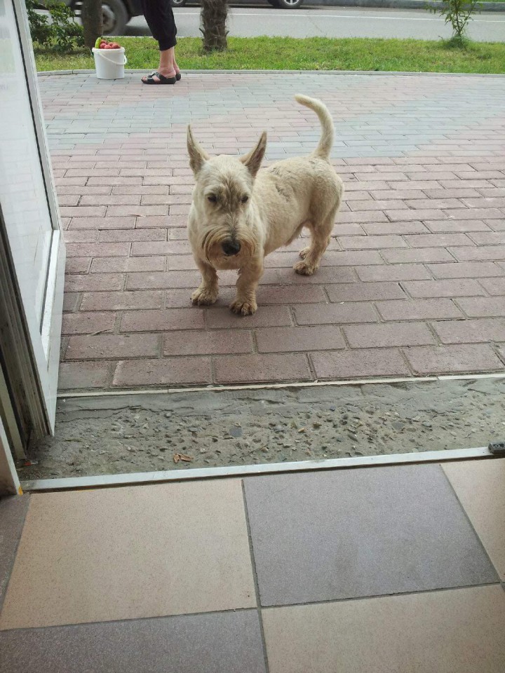 кто потерял собаку? 