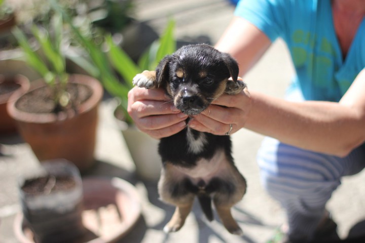 Отдам даром щенят