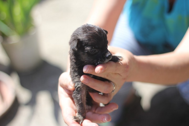 Отдам даром щенят