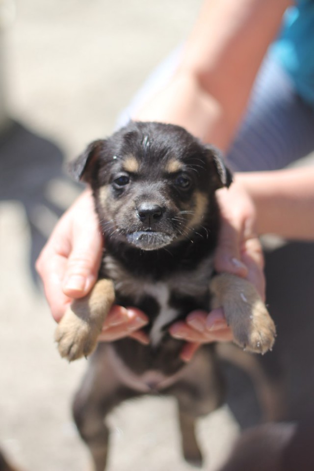 Отдам даром щенят