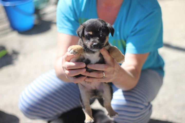 Отдам даром щенят