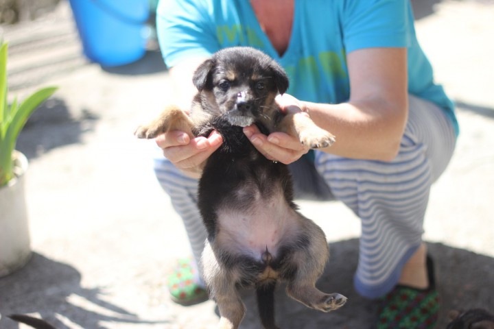 Отдам даром щенят