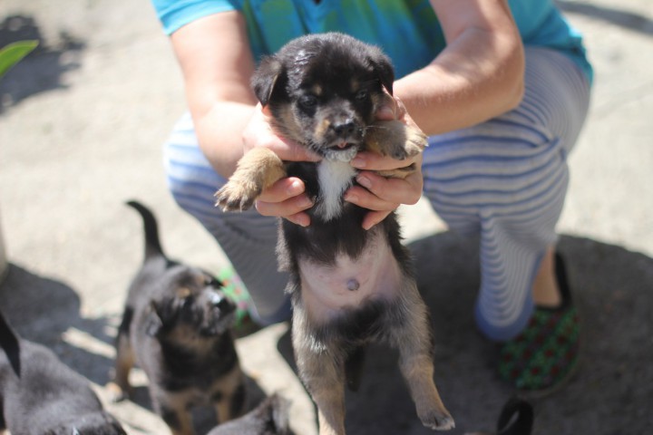 Отдам даром щенят