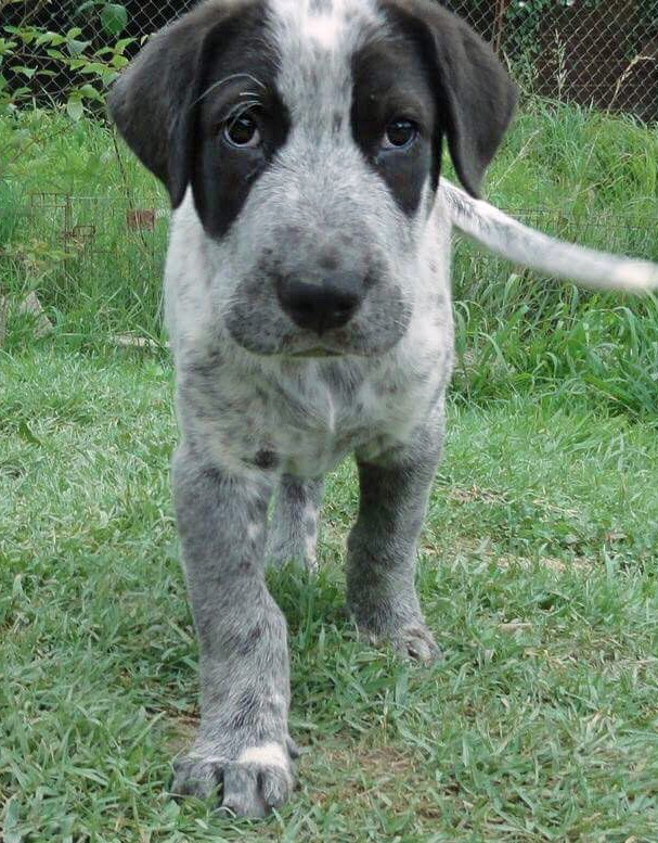 Метис курцхаара