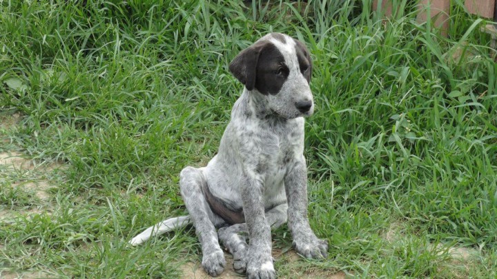 Метис курцхаара