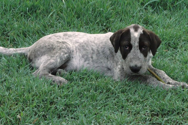 Метис курцхаара