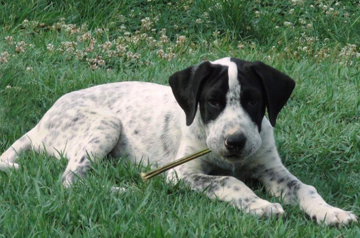 Метис курцхаара