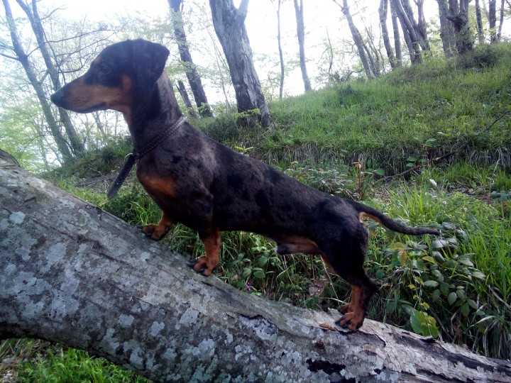 СЕРДЦЕ РАЗРЫВАЕТСЯ ПРОПАЛ ЛЮБИМЫЙ ПЕС