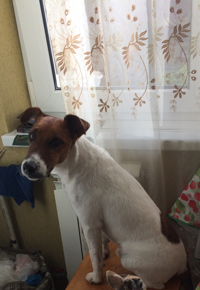 Пропала собака