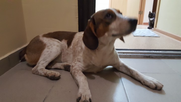 Отдаем в хорошие ручки