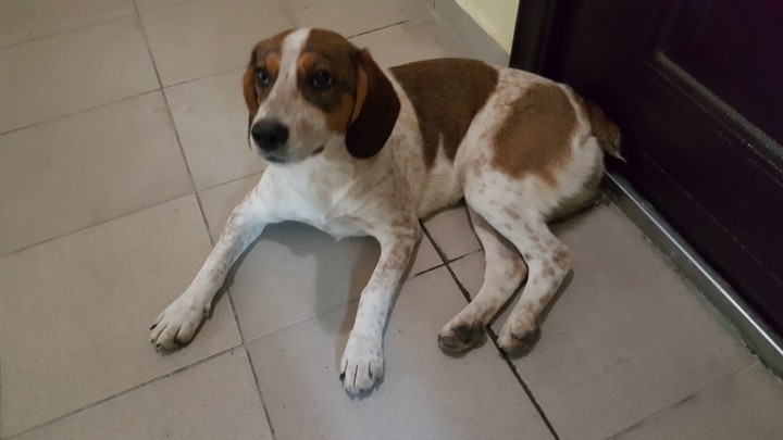 Отдаем в хорошие ручки