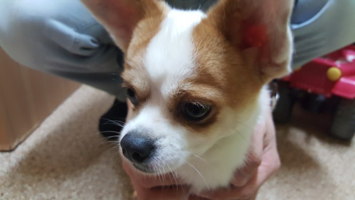 Найдена собака