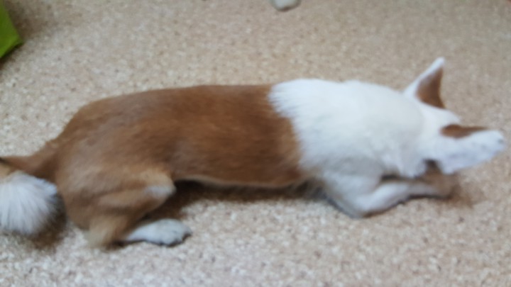 Найдена собака