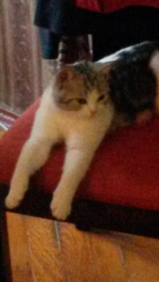 В добрые руки