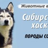 найдены 2 собаки хаски