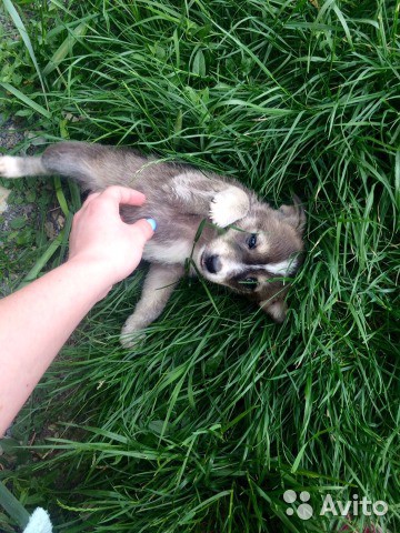 отдам даром