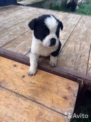 отдам даром