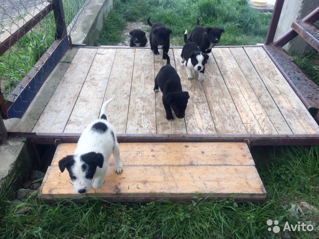 отдам даром