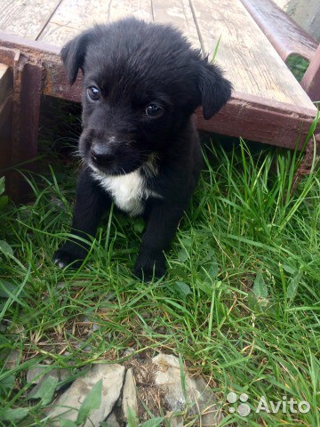 отдам даром