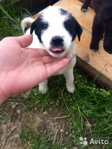 отдам даром