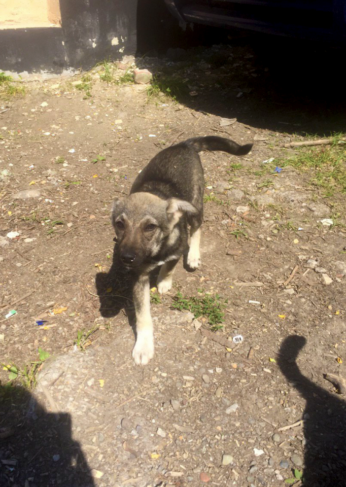 Щенки 