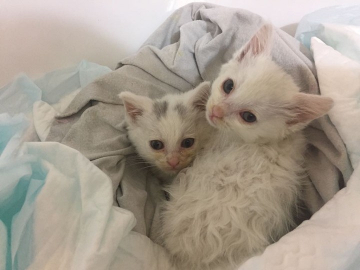 Котята белята