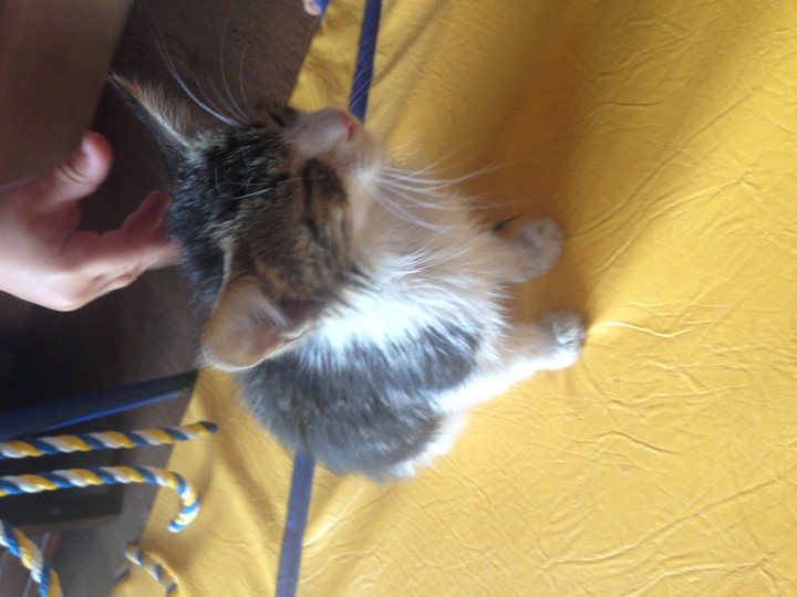 привезем котенка и отдадим в заботливые руки