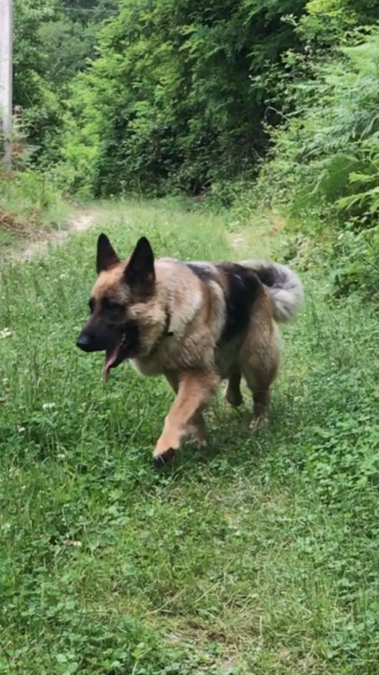 Потерялась немецкая овчарка 