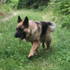 Потерялась немецкая овчарка 