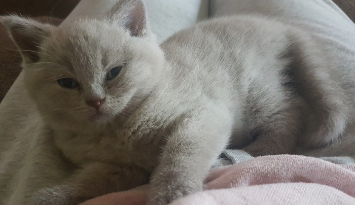 Пропал Котенок!!!