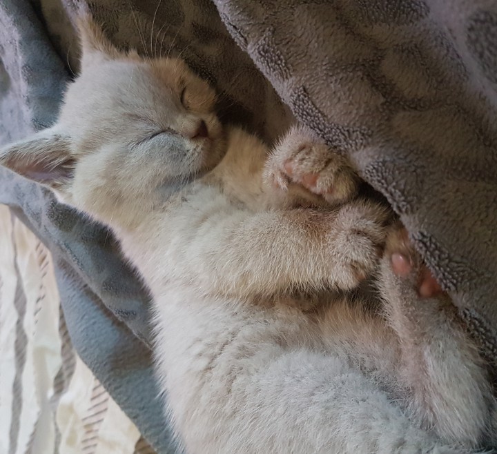 Пропал Котенок!!!