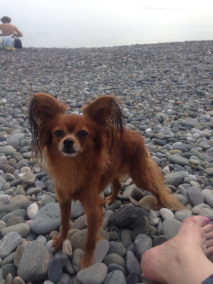 Пропал пёсик в районе набережной Морпорта 