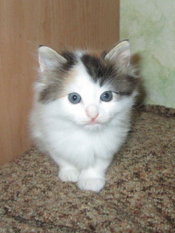 Отдам котенка в добрые руки