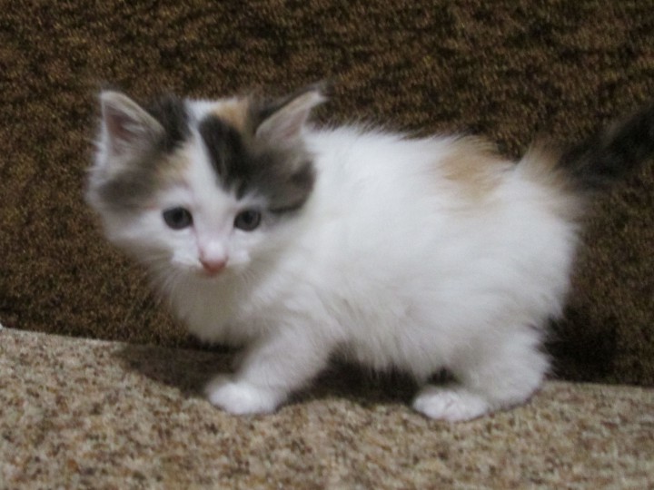 Отдам котенка в добрые руки