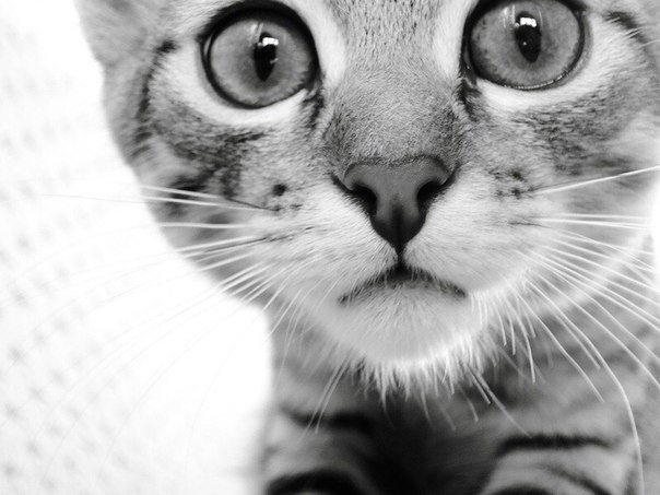 Сниму квартиру