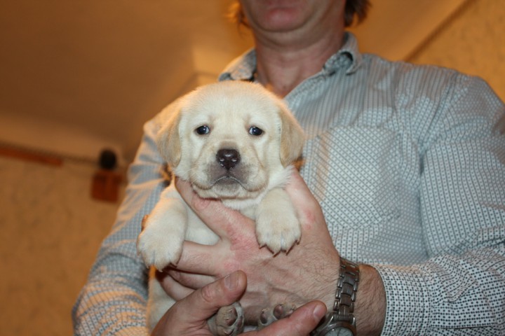 Лабрадор-ретривер