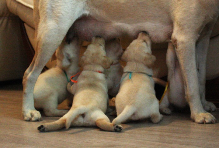 Лабрадоры!!!!!Свободны 4 девочки.